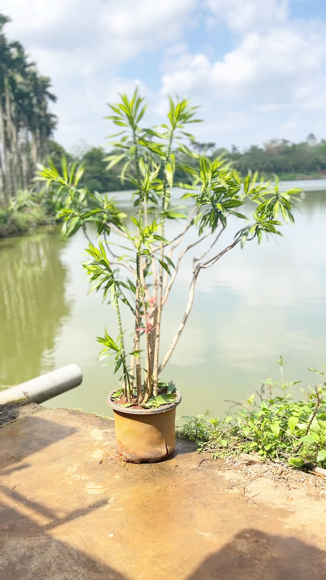 百合竹原生老桩株株美