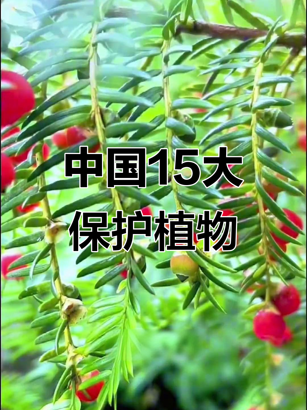 15种濒危植物,看看你认识几种?