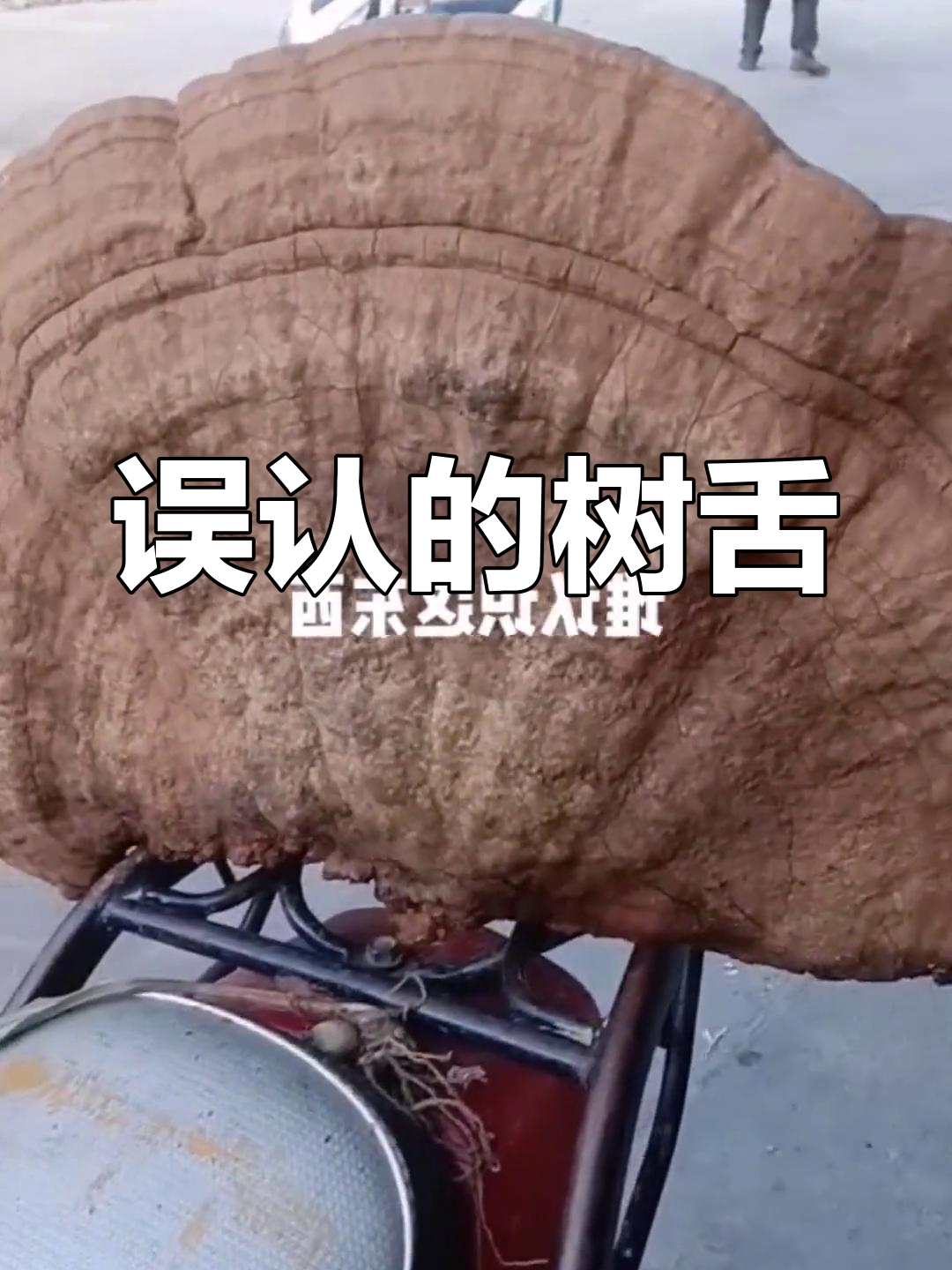 树舌灵芝与普通灵芝的区别