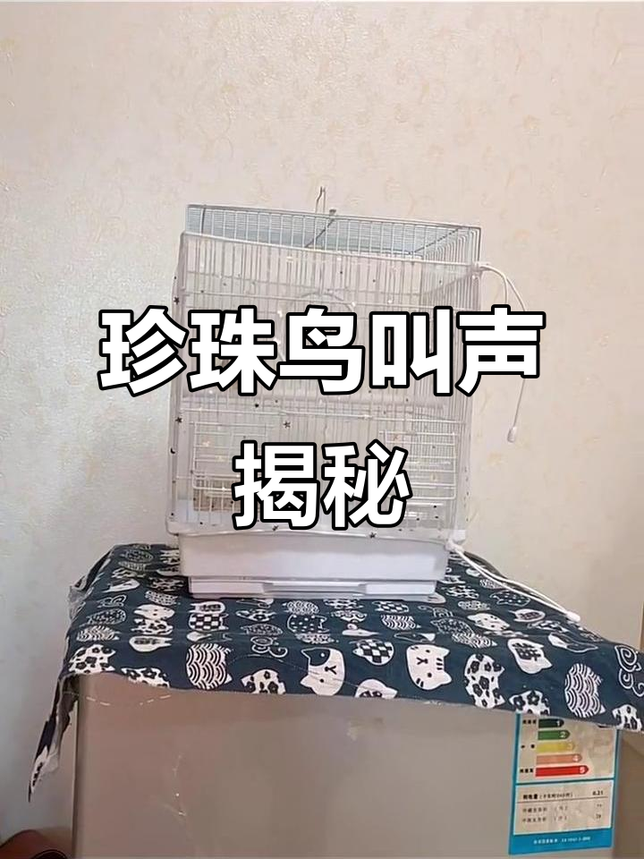 珍珠鸟的叫声,竟然这么有趣!