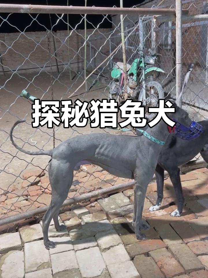 猎兔犬大揭秘:细狗的独特魅力与能力