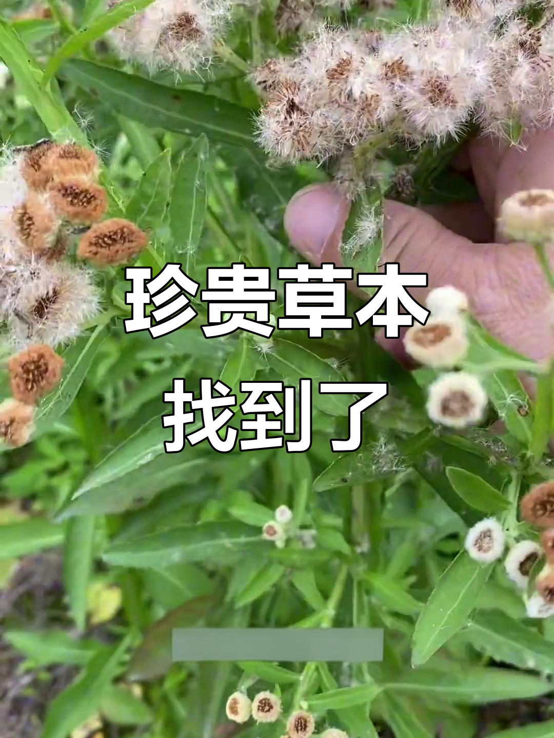 八个月寻觅,终于找到珍稀草本植物翼茎阔苞菊
