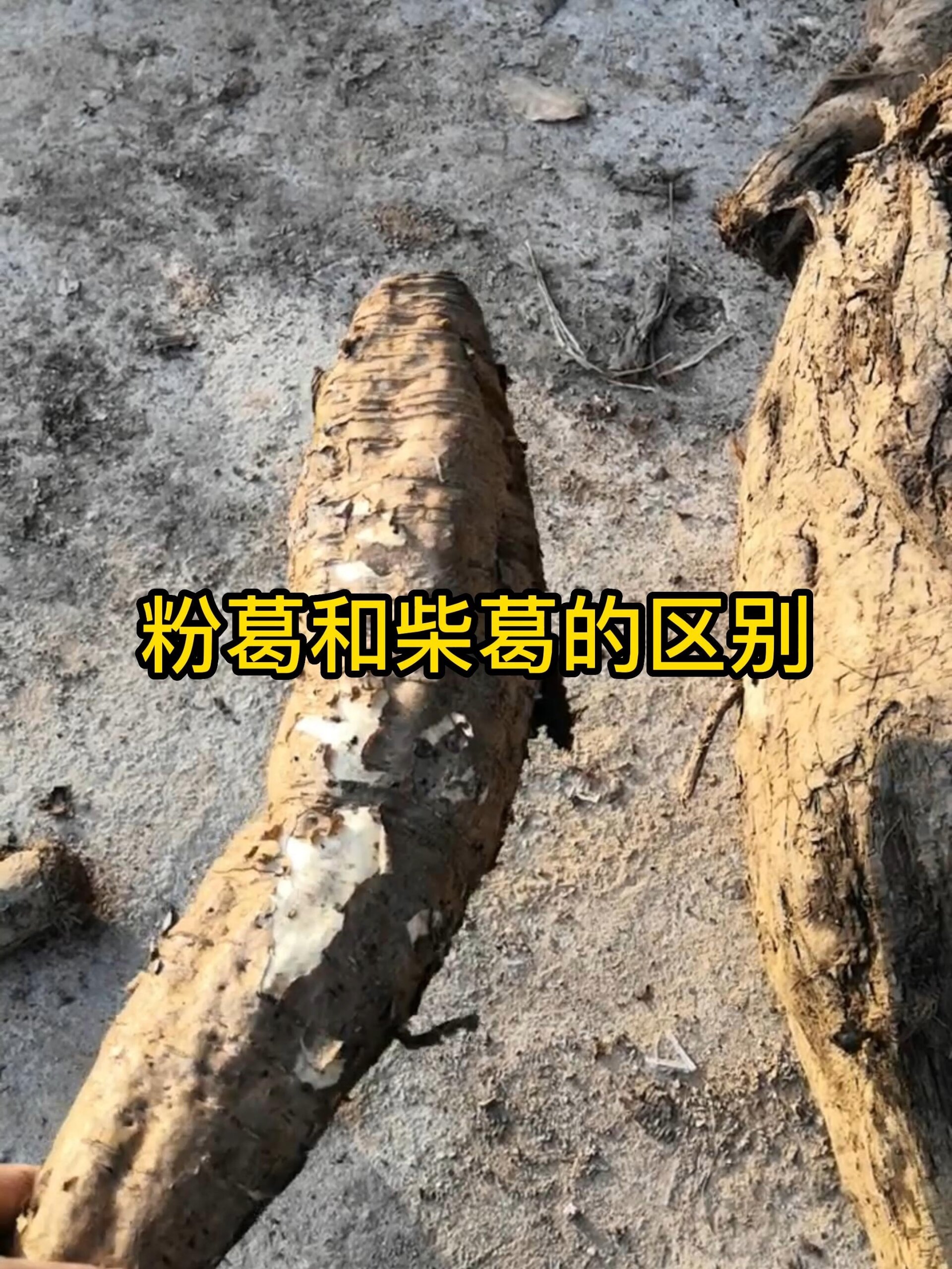 粉葛和柴葛的区别