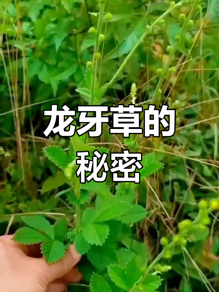 龙牙草,古老中药材,你了解它的神奇功效吗?
