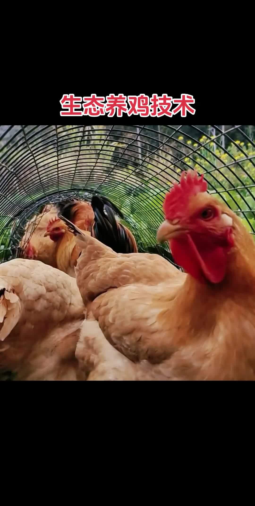 土鸡养殖前景如何(养土鸡的前景如何)