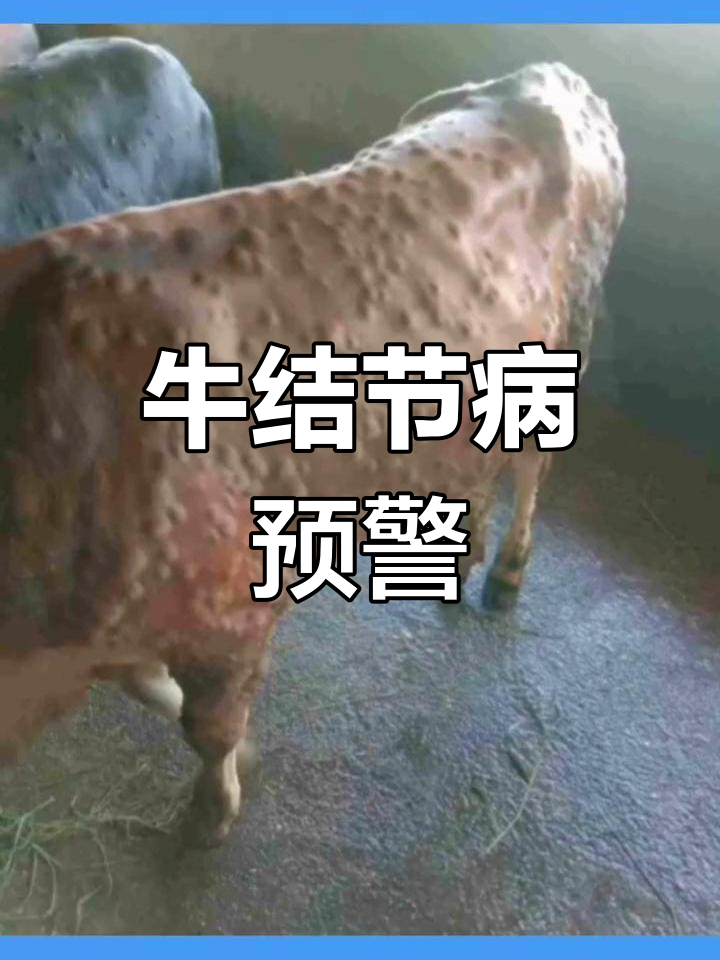 牛结节病全国爆发,早期症状要留意