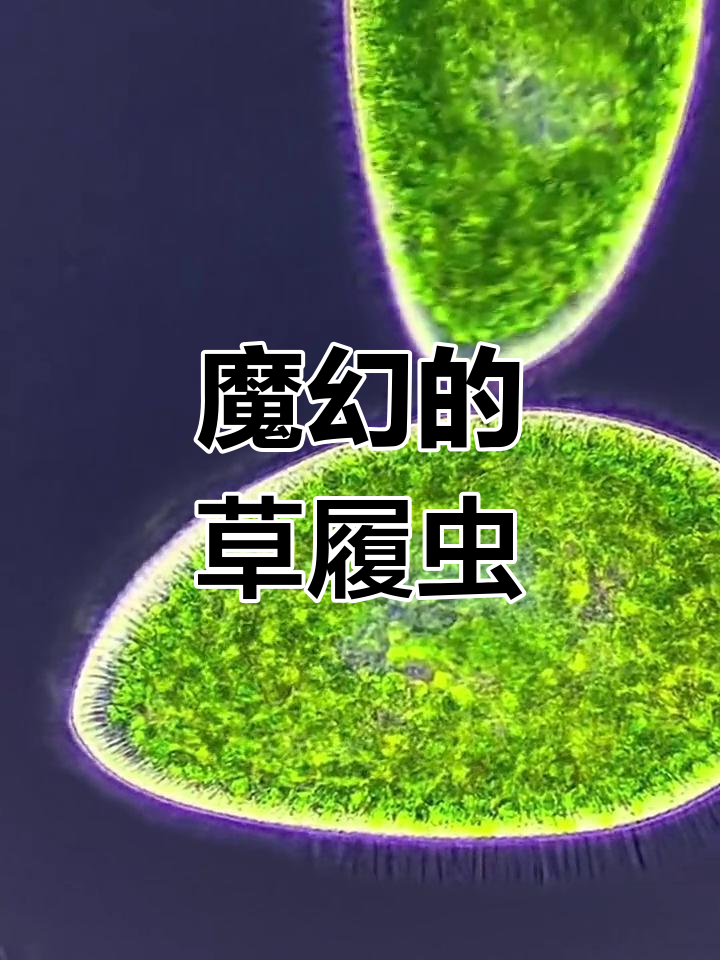 偏振光下的草履虫,宛如绿宝石