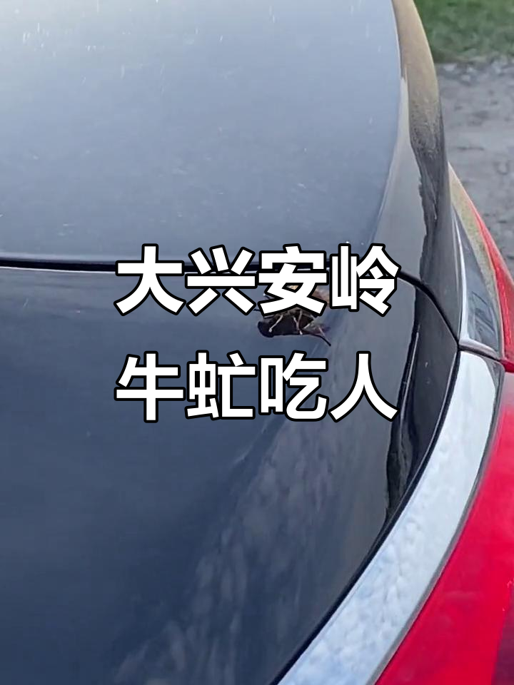 黑龙江大兴安岭牛虻疯狂吸血,竟然敢咬人!