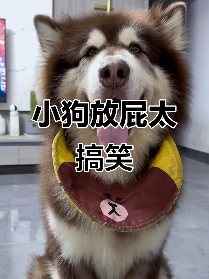 臭烘烘小狗放屁,连主人都忍不住笑出声