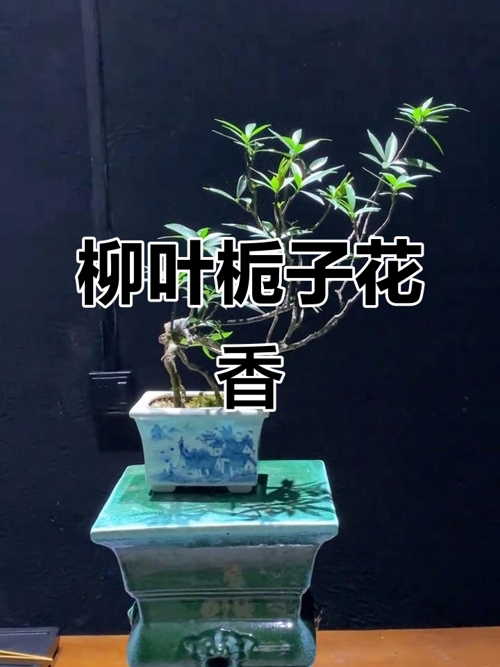 海岛柳叶栀子花:清新香气与室内美学完美结合