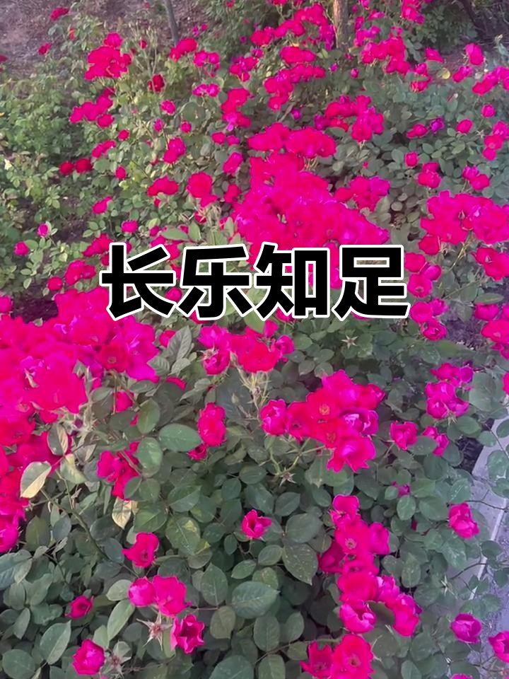 知足常乐图片花朵图片