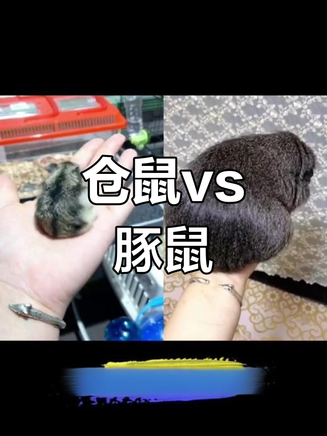 仓鼠与豚鼠的体型对比,差距竟然这么大!