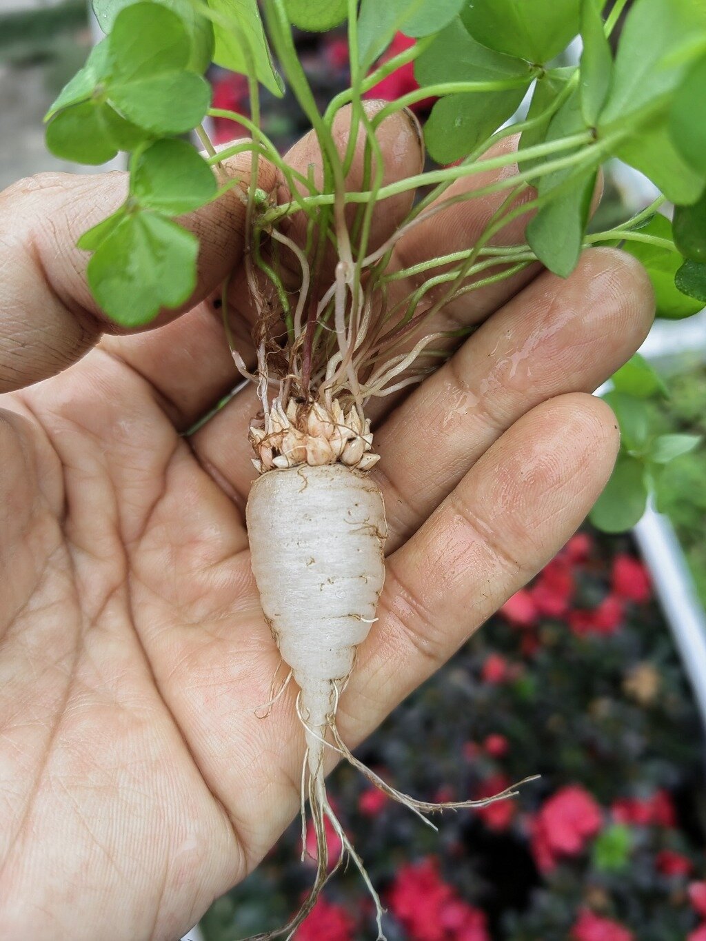 孩时的小零食:水晶萝卜