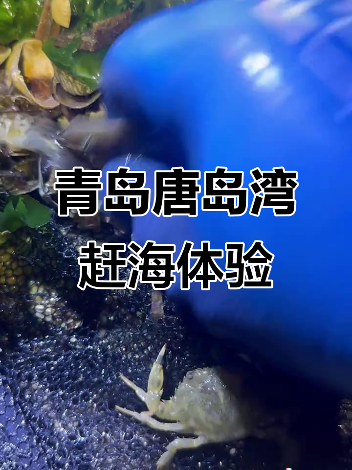 唐岛湾赶海抓海鲜,小螃蟹和小鱼超可爱