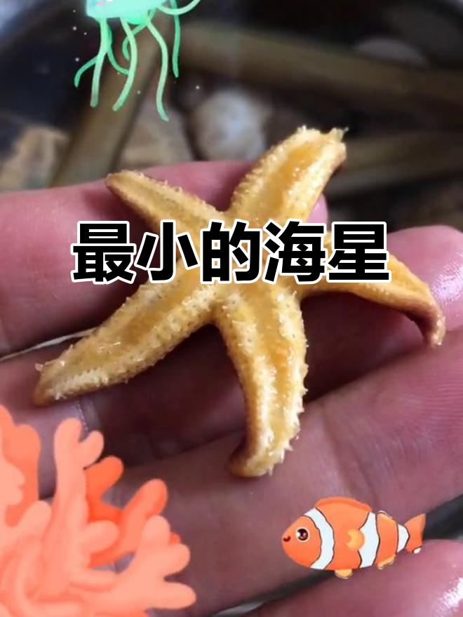 最小海星现身,五角黄亮如星星