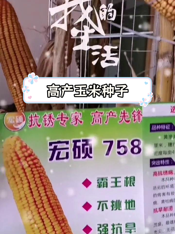 宏硕313玉米种子简介图片