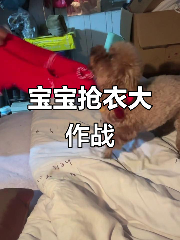 父女俩的"抢衣大战",宝宝咬坏了衣服,笑翻了