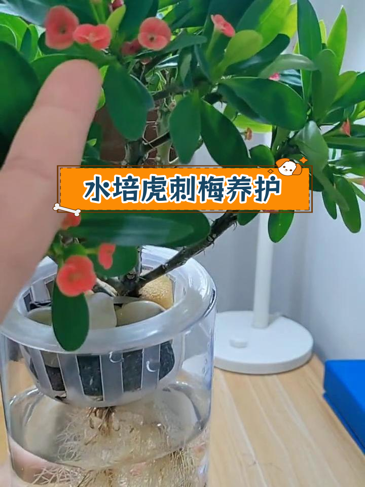 虎刺梅水培养护技巧:冬季防寒与控水管理