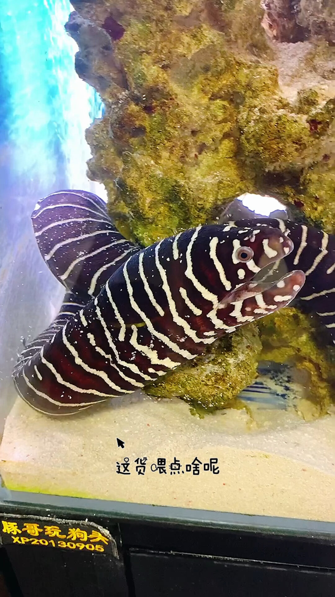 这个斑马鳗太霸气!不敢惹呀-度小视