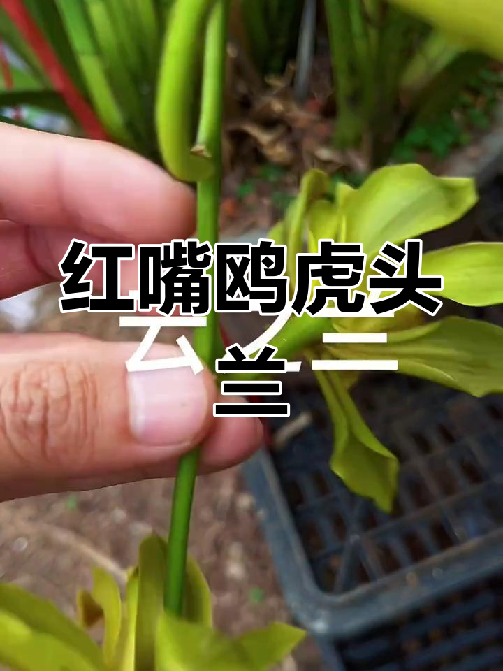 红嘴鸥虎头兰:八花瓣双舌奇花,花卉中的珍品