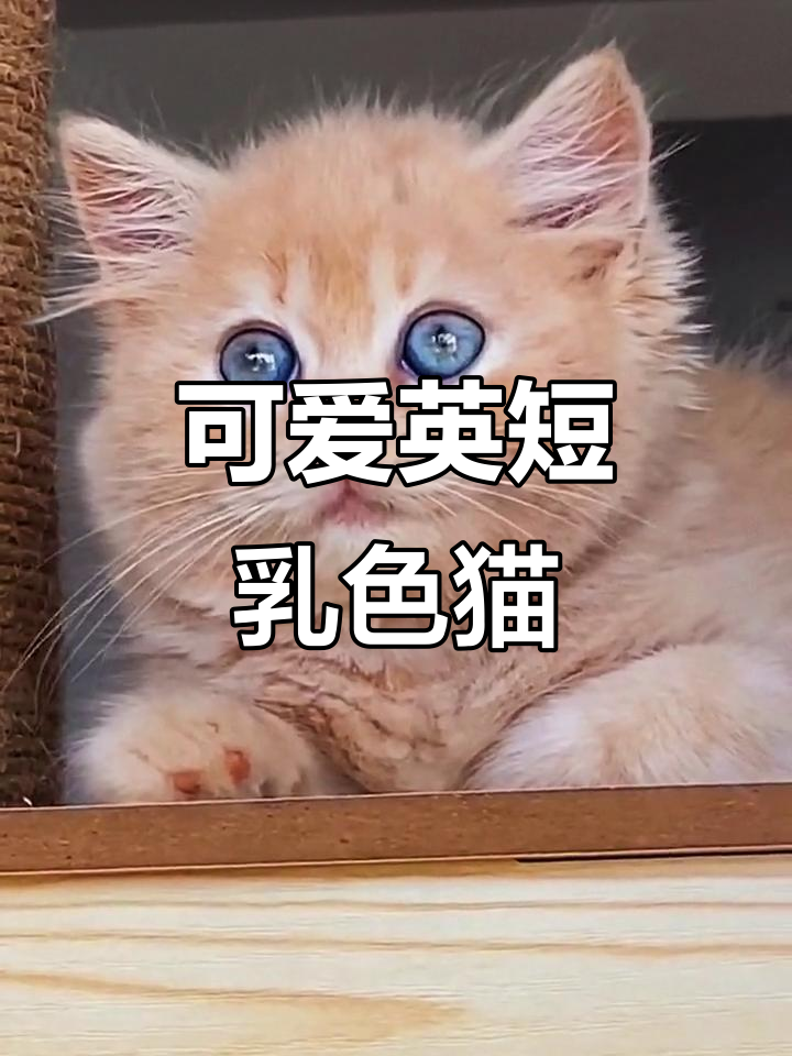 英短乳黄色猫,萌态十足,你爱了吗?