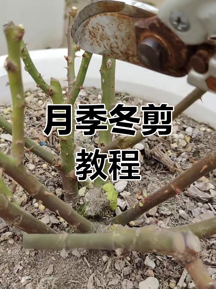 月季花冬季剪枝方法图片