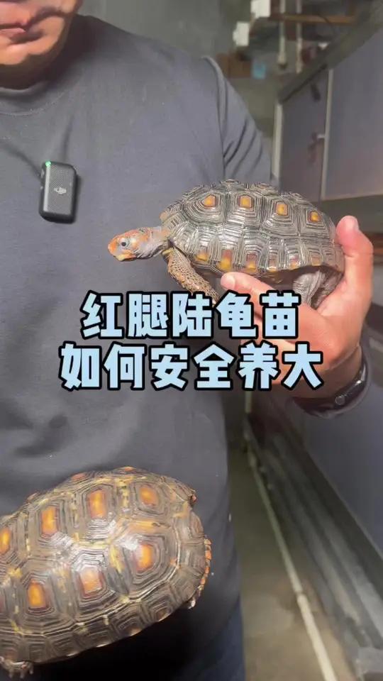红腿陆龟苗如何安全养大?爬宠异宠乌龟 陆龟 红腿陆龟