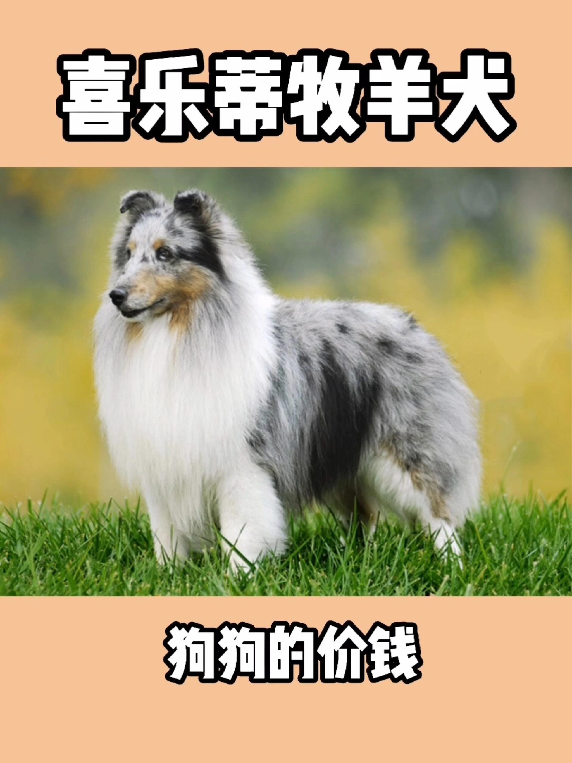 喜乐蒂成年公犬重量图片