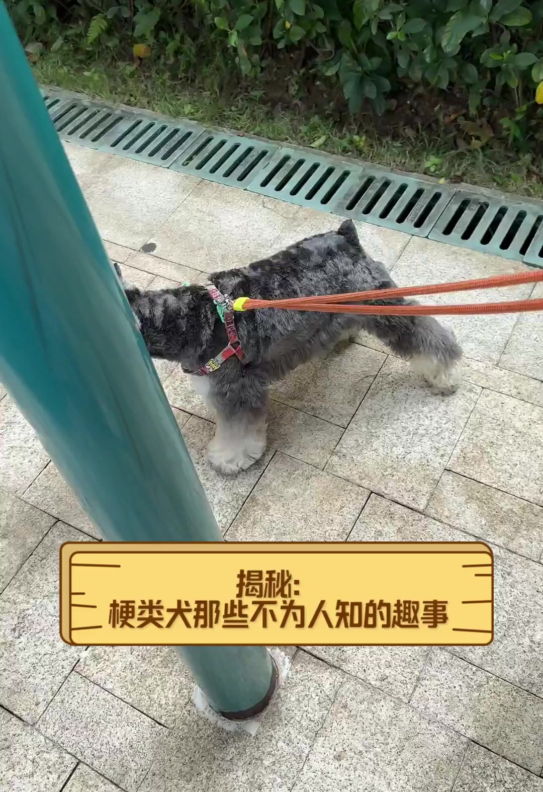 揭秘梗类犬那些不为人知的趣事