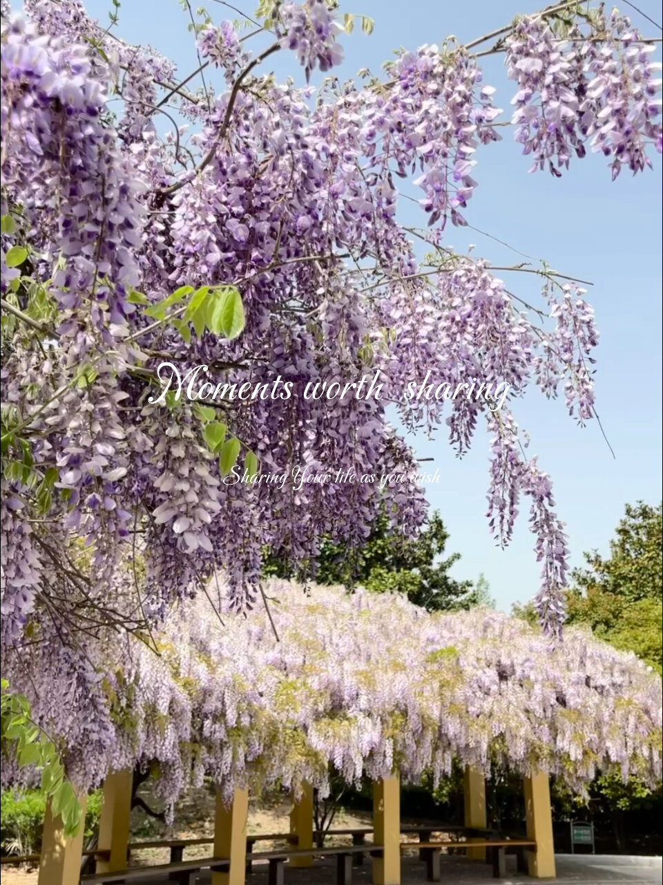 紫藤萝的花语是生机勃勃,人开如花,生命长河