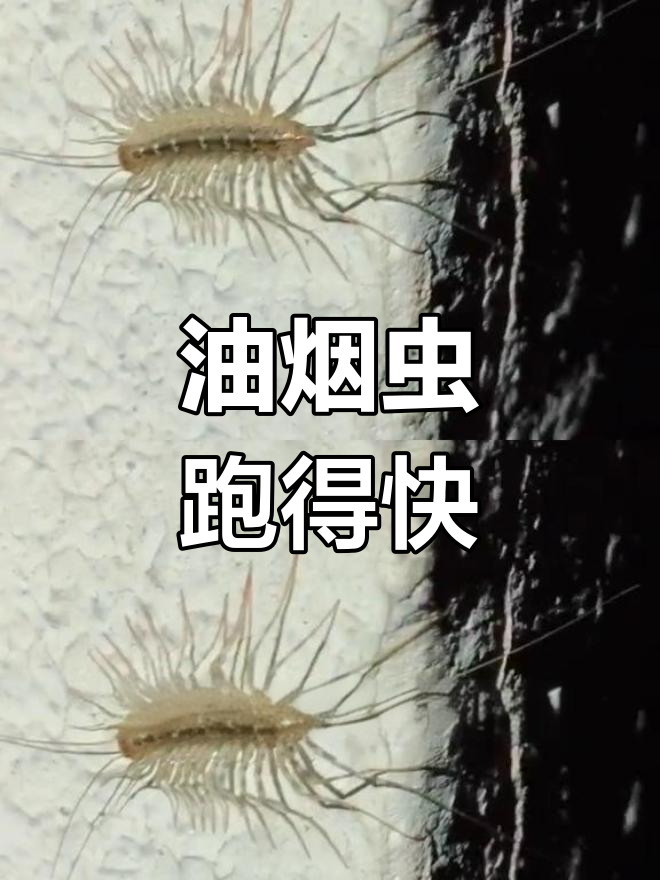 快速逃走的油烟虫