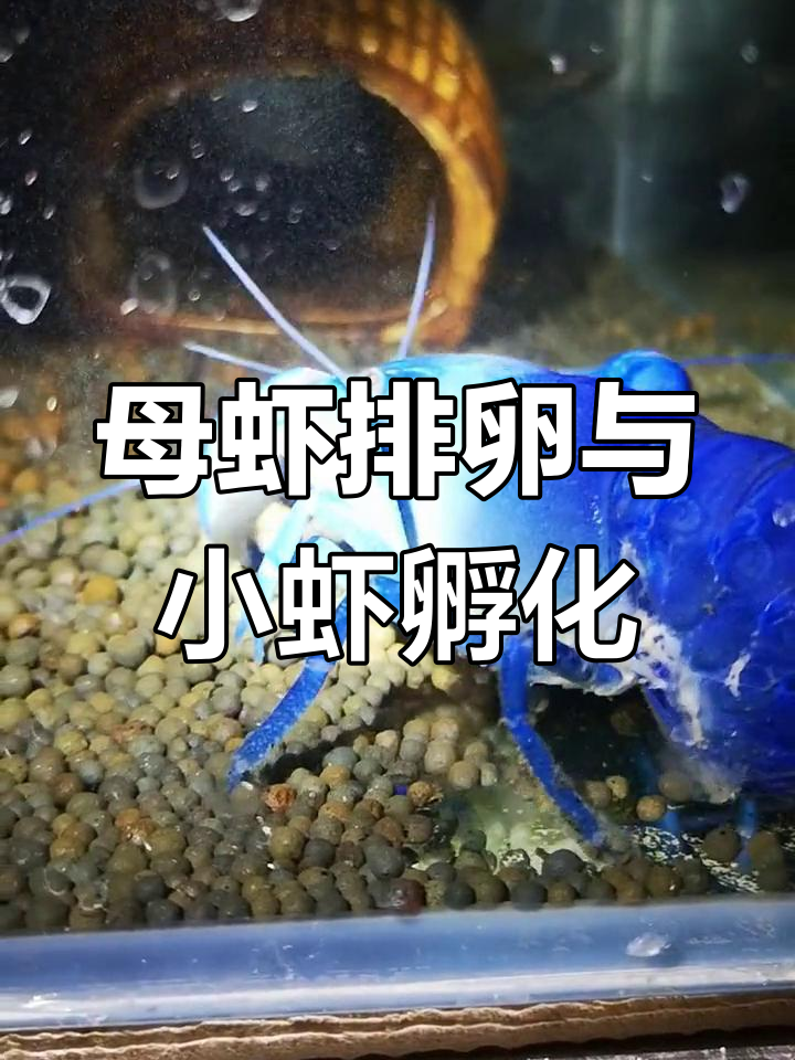 虾的繁殖过程图片