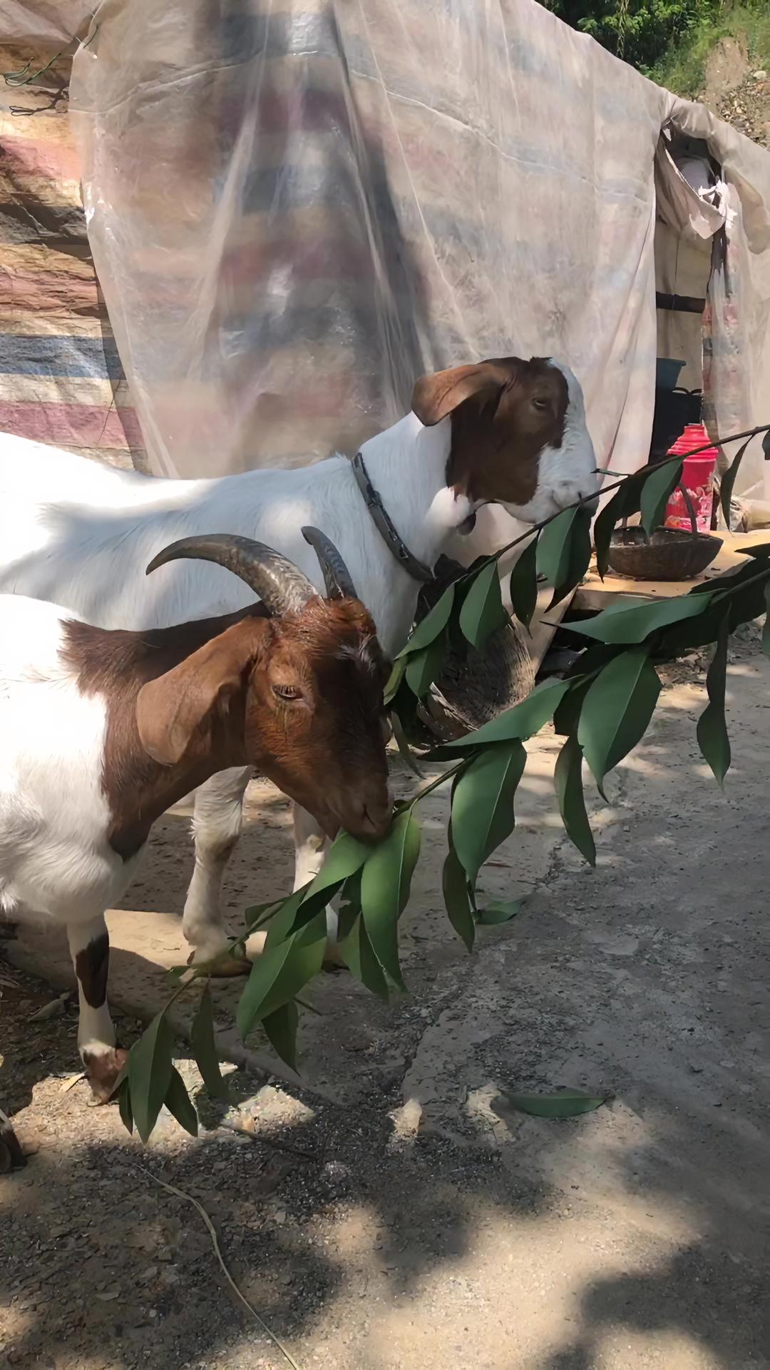 秦岭山里农家自己养的四只山羊,又白又胖,可爱至极!