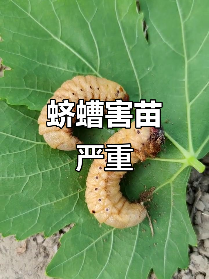 地老虎幼虫危害大,夜间取食植物致死