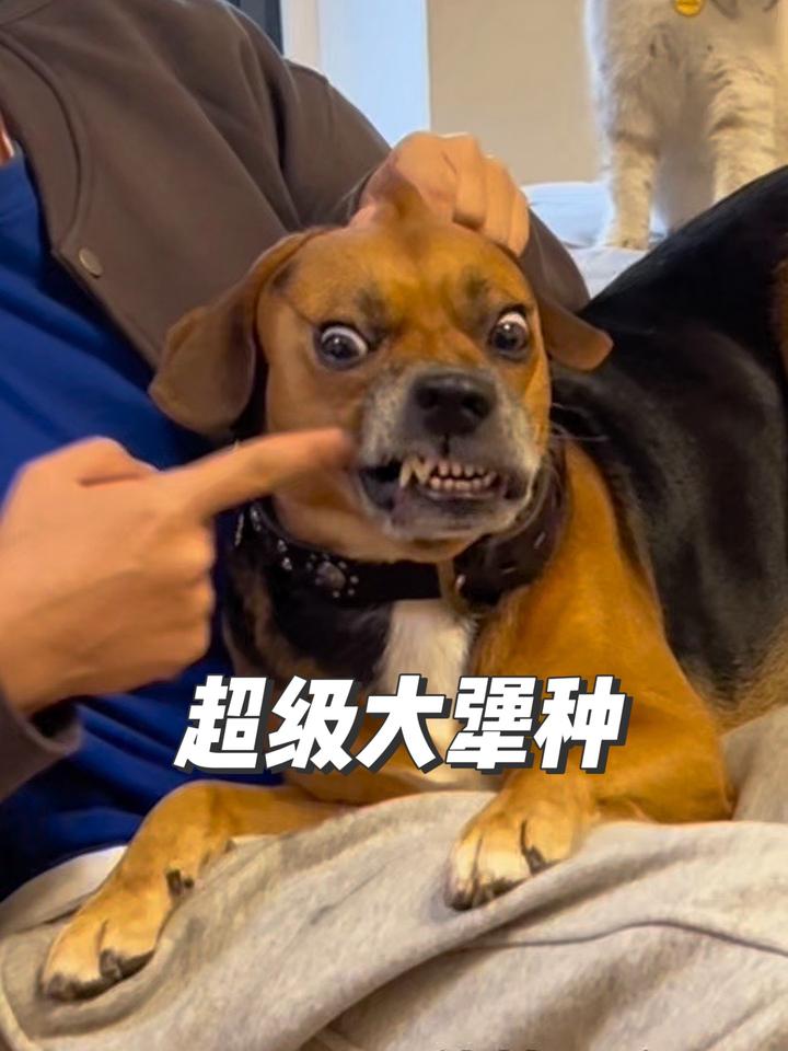 超级大犟种,傻狗的日常