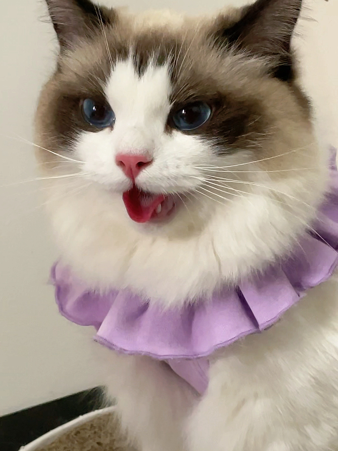 布偶猫|猫咪吐舌头散热是不是很狗-度小视