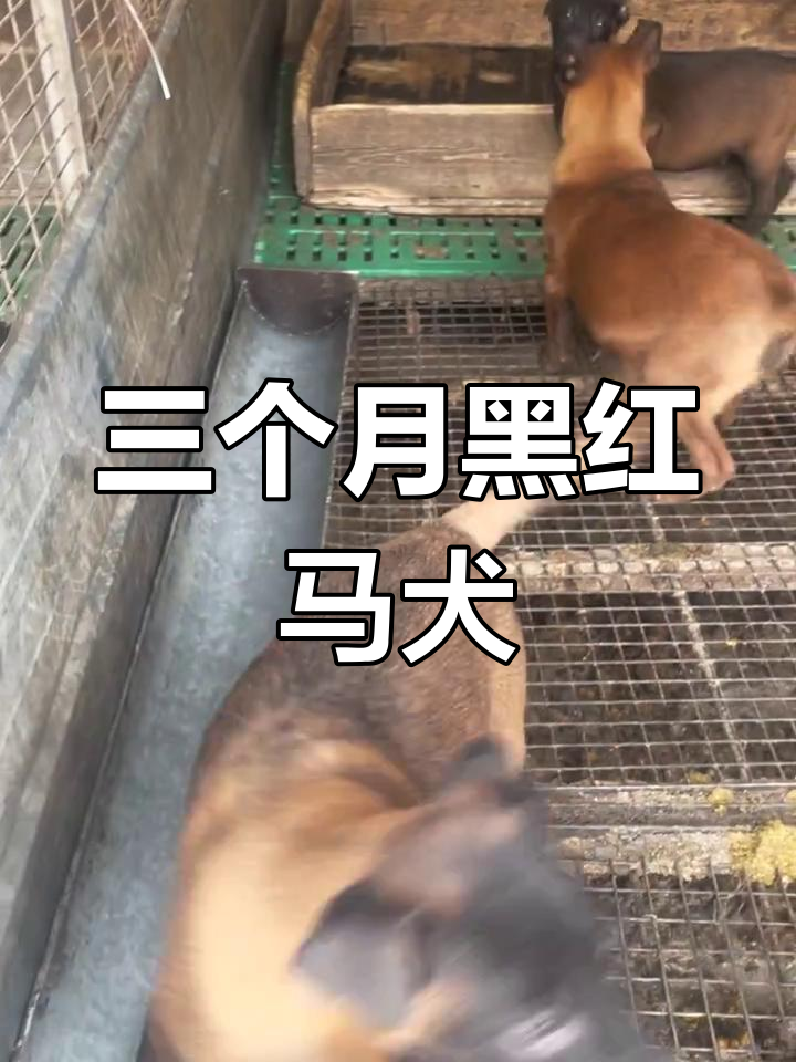 三个月黑红马犬,活泼可爱等你来挑战
