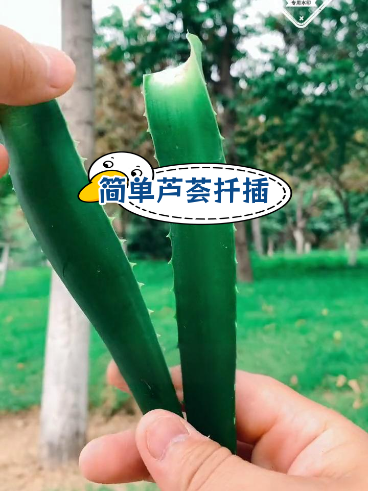 芦荟扦插生根技巧,轻松学会