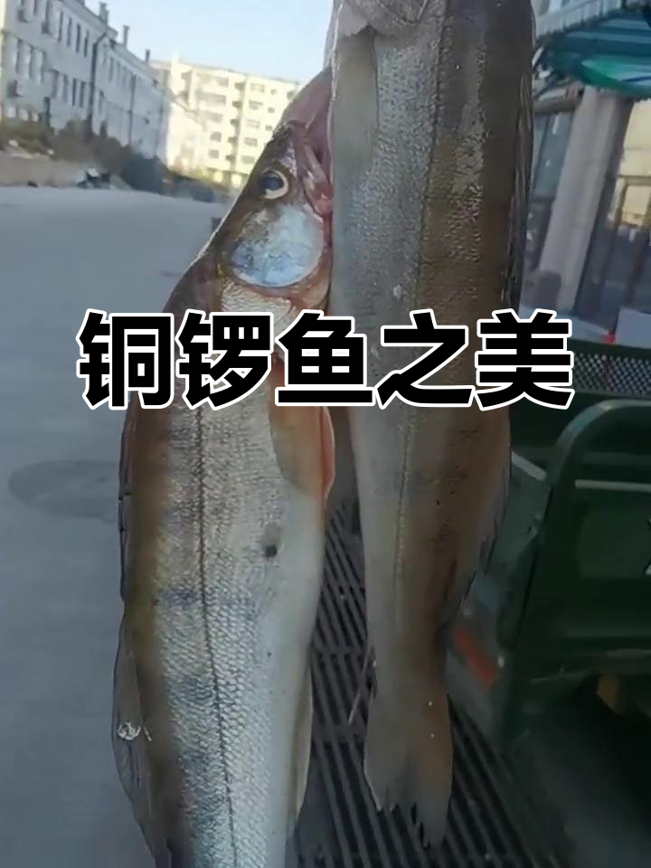 铜锣鱼