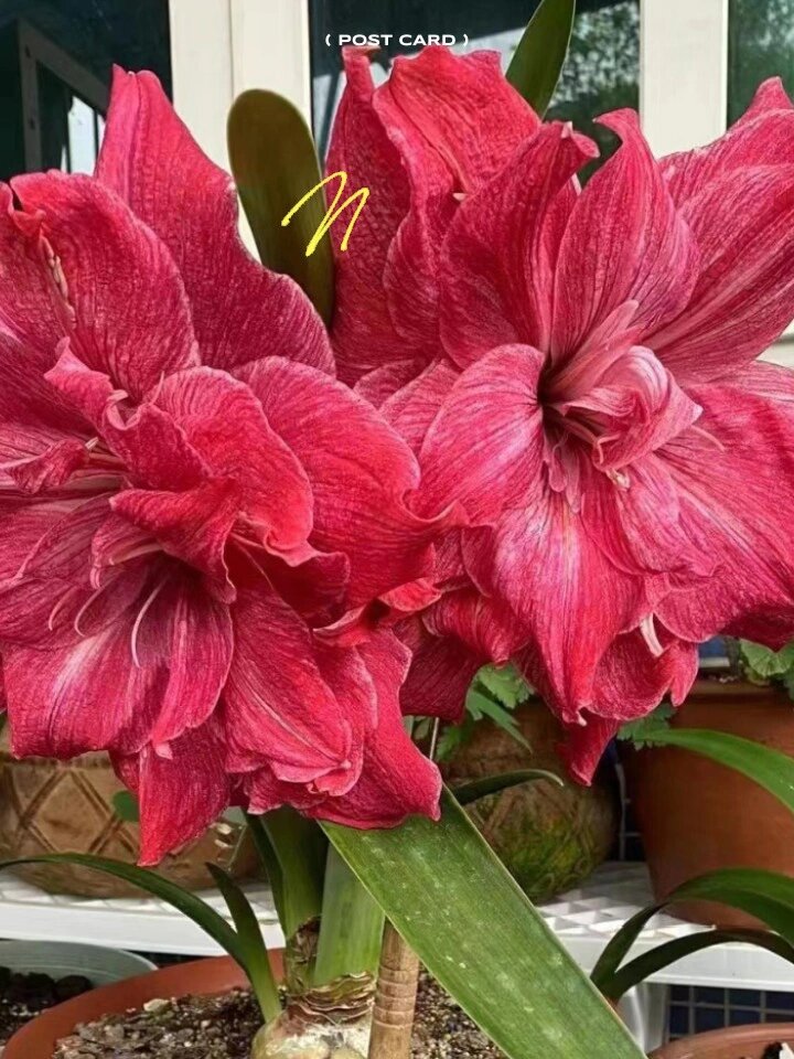 朱顶红贵妇坨坨朱