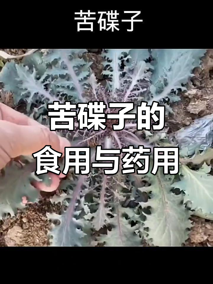 苦碟子:菊科草本植物,全草可食用的健康蔬菜