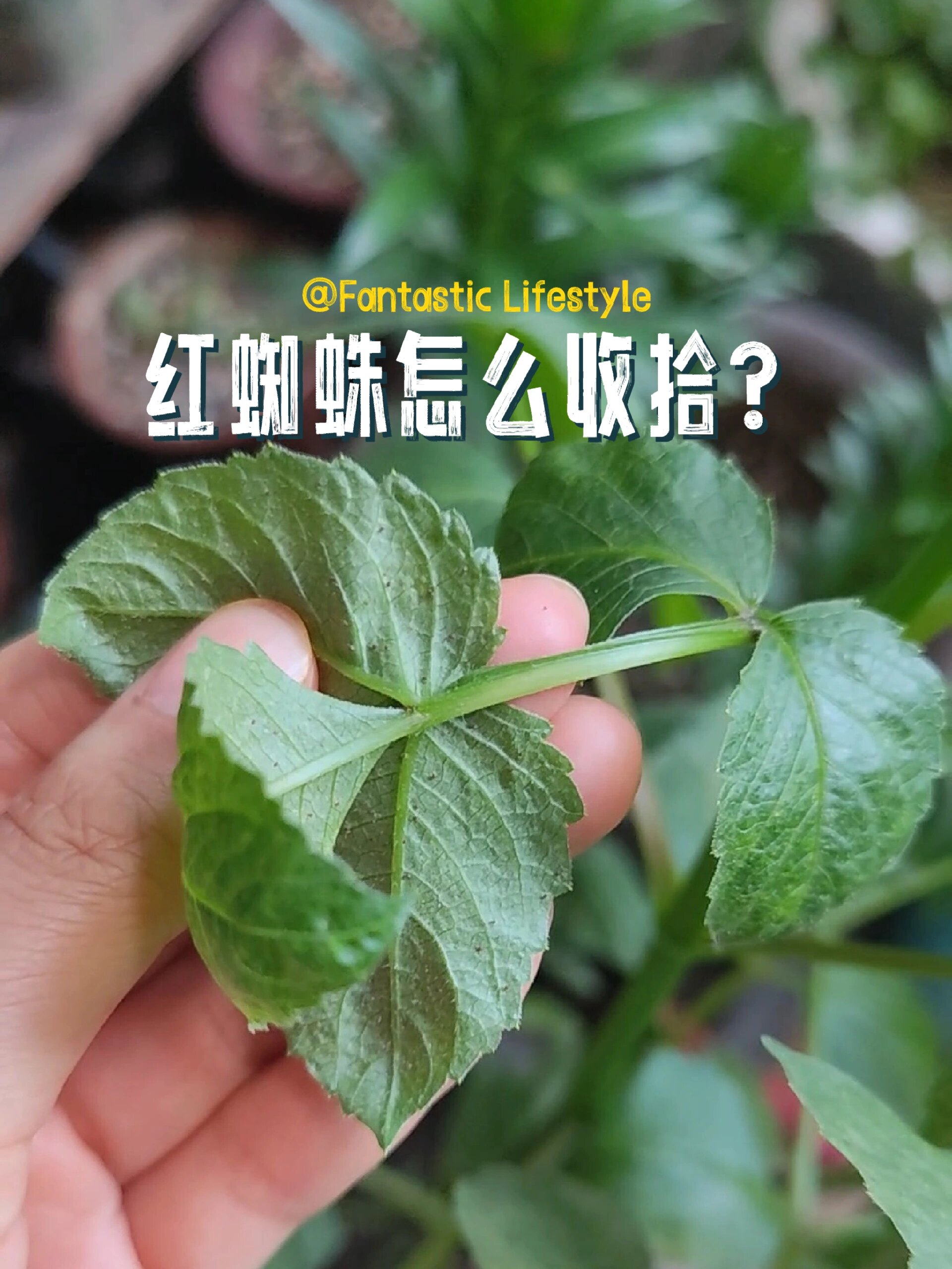 大丽花长红蜘蛛,除了打药,还有好办法吗?