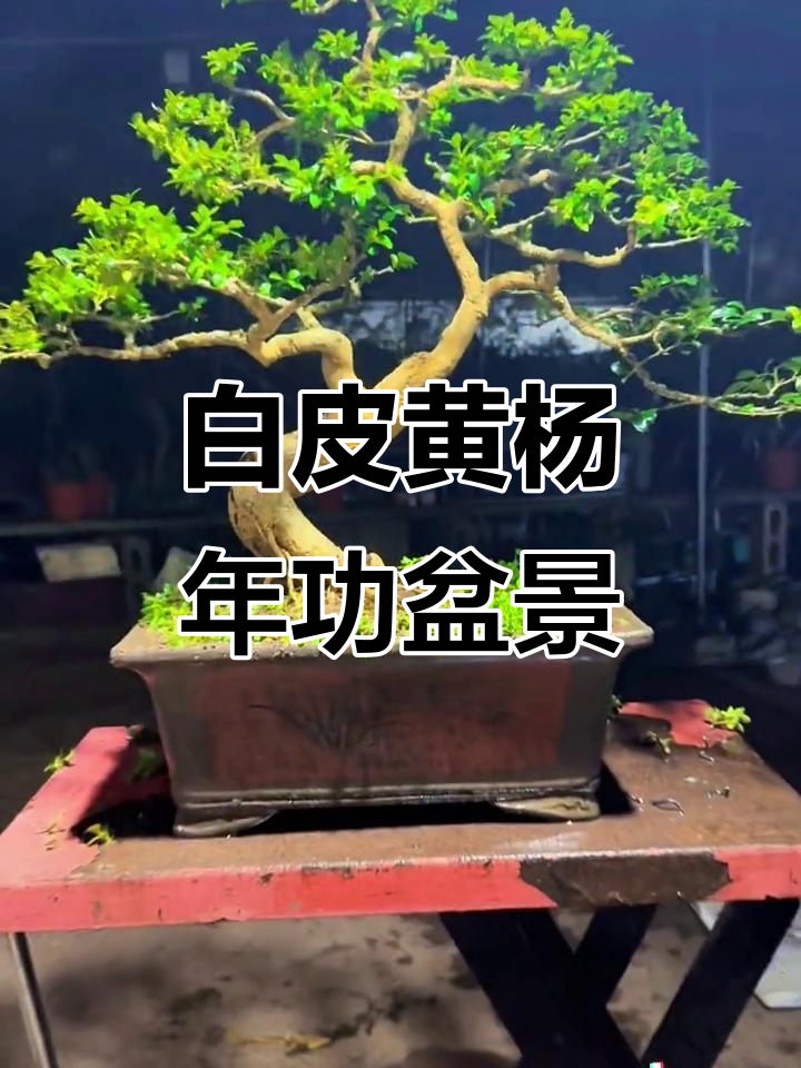 湖北恩施白皮瓜子黄杨:十年磨一剑,匠心打造盆景艺术