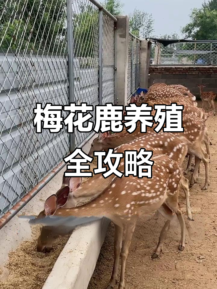 养殖梅花鹿有什么风险(养殖梅花鹿有什么风险吗)