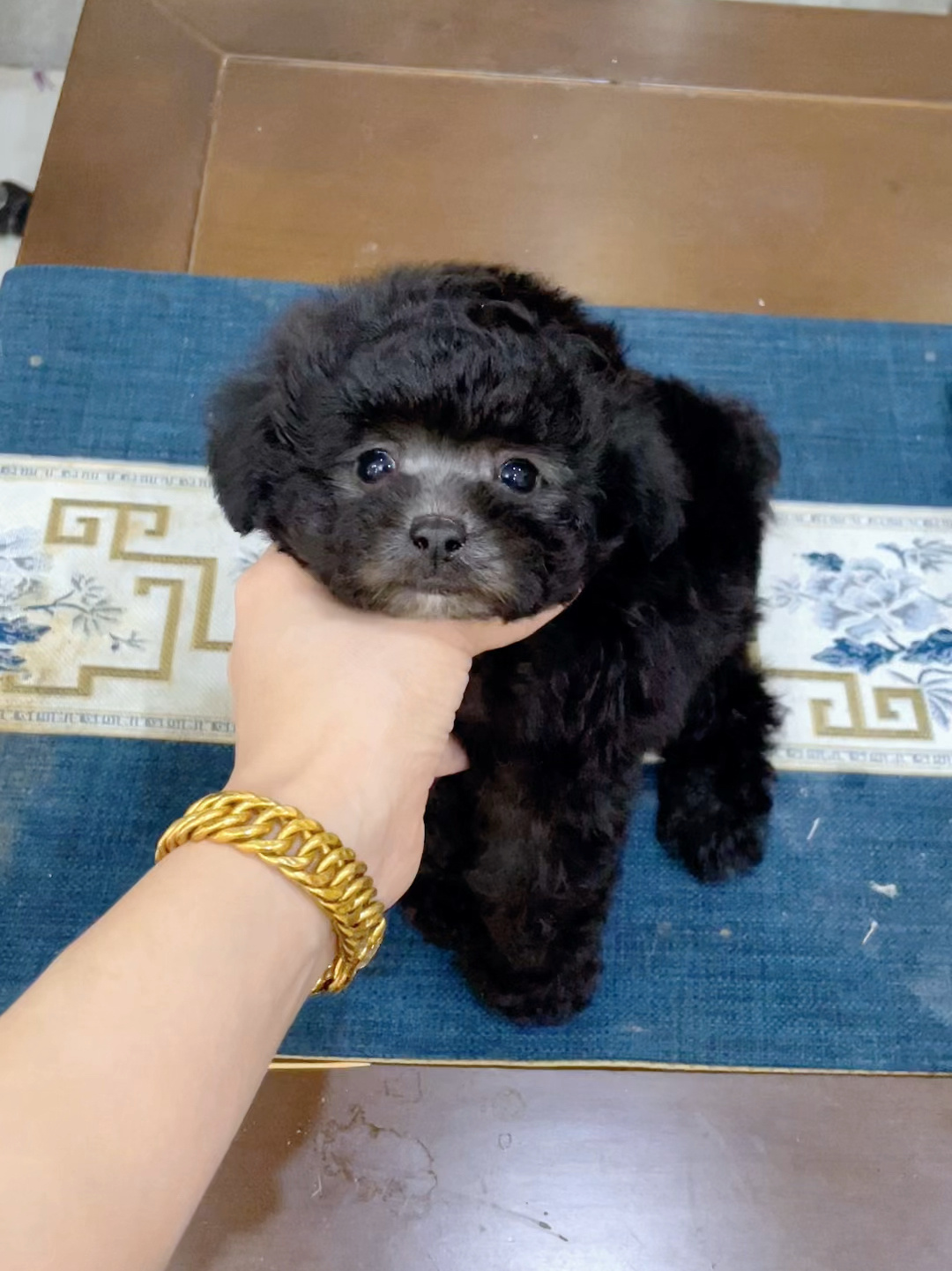 小体灰泰迪多少钱2000多贵吗