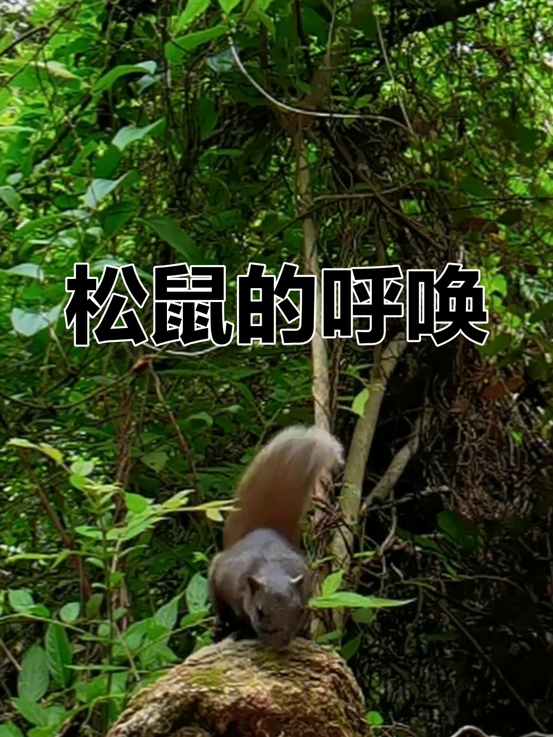近距离聆听松鼠叫声
