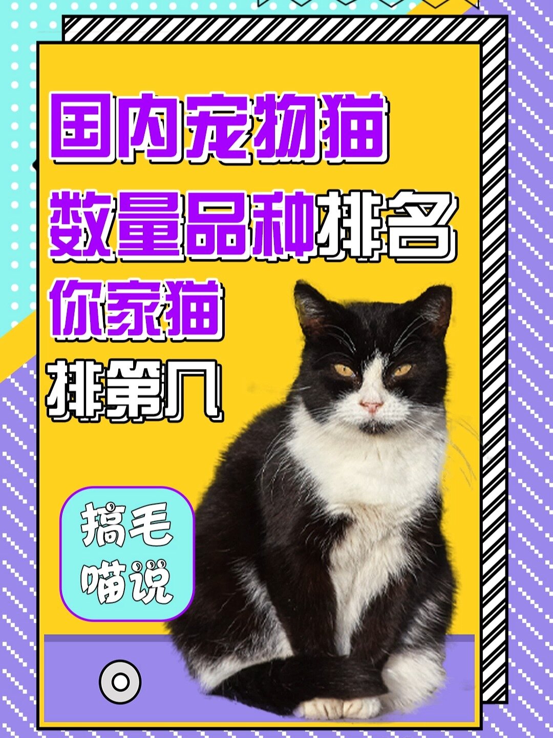 宠物猫排行榜前十名图片