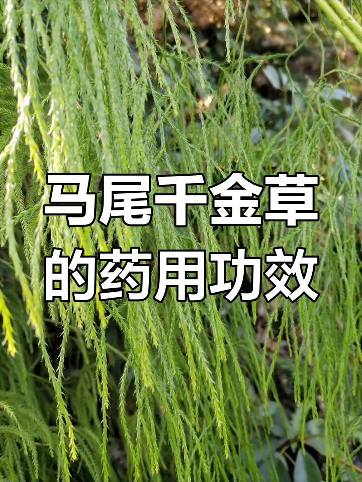 马尾千金草:广西传统药材,舒筋活血,祛风除湿