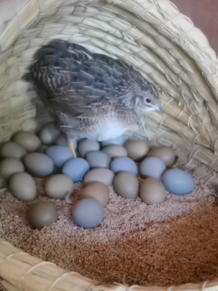 芦丁鸡下蛋全过程