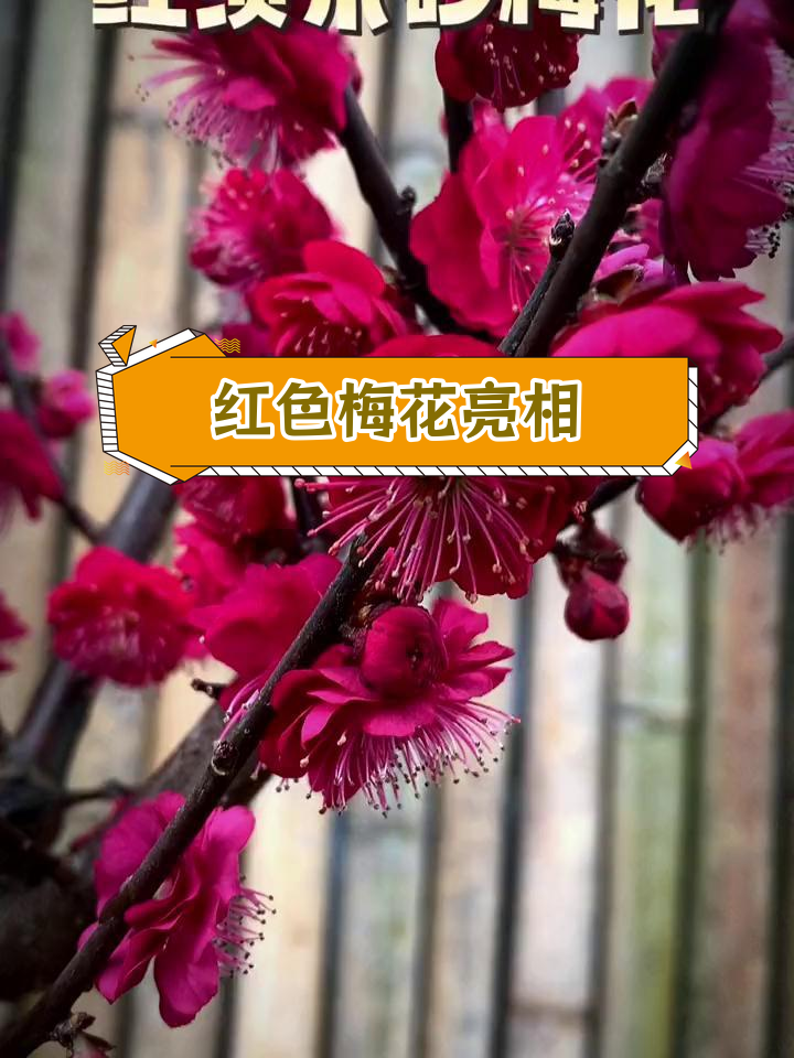 红须朱砂梅惊艳绽放,根枝皆红